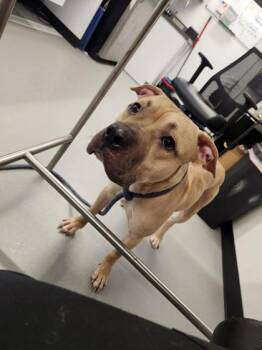 Mixed Breed Dogs Available for Adoption - Kash | PetCurious