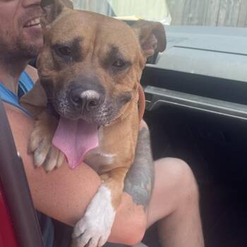 Mocha B -  Mixed Breed Dog for Adoption in Savannah, Georgia - Mocha B | PetCurious