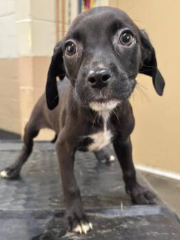 Elmo -  Beagle and Dachshund Dog for Adoption in Swainsboro, Georgia - Elmo | PetCurious