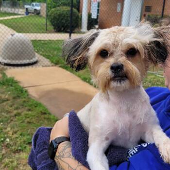 Sandy -  Maltese Dog for Adoption in Lagrange, Georgia - Sandy | PetCurious