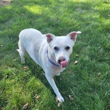 Vanilla Milkshake -  Beagle Dog for Adoption in Dayton, Ohio - Vanilla Milkshake | PetCurious