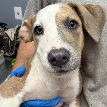 Donna -  Hound and Mixed Breed Dog for Adoption in Birmingham, Alabama - Donna | PetCurious