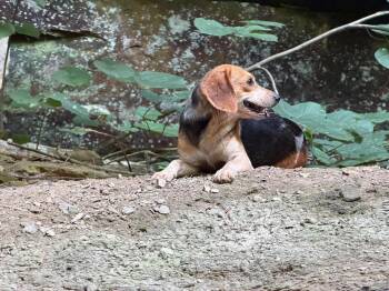 Weslyn -  Beagle Dog for Adoption in Irwin, Pennsylvania - Weslyn | PetCurious