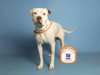 TITAN -  Pit Bull Terrier Dog for Adoption in Phoenix, Arizona - TITAN | PetCurious