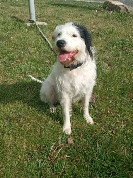 Wirehaired Terrier and Mixed Breed Dogs Available for Adoption in Stuarts Draft, Virginia - Lilly | PetCurious