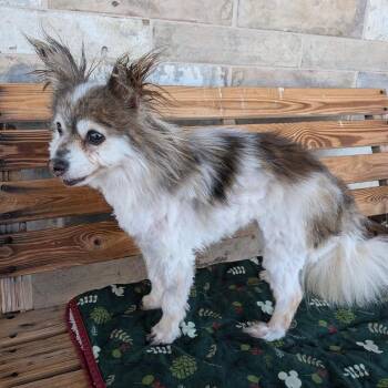 Lil Bit -  Pomeranian Dog for Adoption in St. Augustine, Florida - Lil Bit | PetCurious