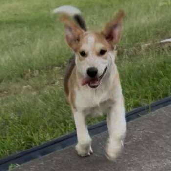 Sir Henry -  Beagle and Australian Cattle Dog Blue Heeler Dog for Adoption in Boerne, Texas - Sir Henry | PetCurious