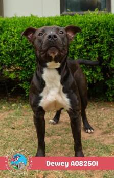 Dewey -  American Bulldog Dog for Adoption in Mobile, Alabama - Dewey | PetCurious