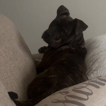 Kash -  Staffordshire Bull Terrier Dog for Adoption in Lynchburg, Virginia - Kash | PetCurious