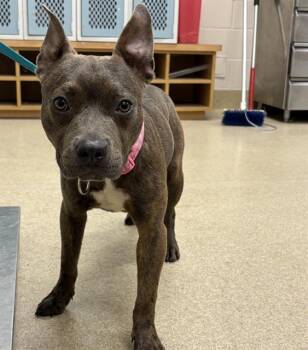 Rescue American Staffordshire Terrier and Mixed Breed Dogs for Adoption in Grand Prairie, Texas - GIGI | PetCurious