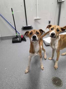 Terrier Dogs Available for Adoption - Iridessa | PetCurious