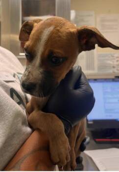 Rescue Terrier Dogs for Adoption in Hoffman Estates, Illinois - Carolina | PetCurious