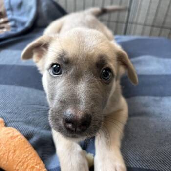 Alicent -  German Shepherd Dog and Husky Dog for Adoption in Allegan, Michigan - Alicent | PetCurious