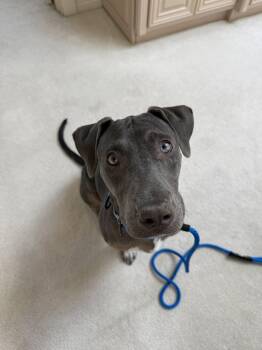 Zuzu -  Weimaraner and Pit Bull Terrier Dog for Adoption in Bothell, Washington - Zuzu | PetCurious