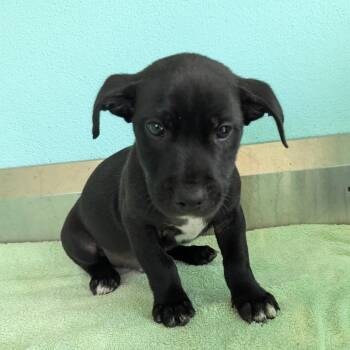 Chip 0957 -  Labrador Retriever and Mixed Breed Dog for Adoption in Loxahatchee Groves, Florida - Chip 0957 | PetCurious