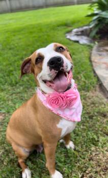 Rescue American Bulldog Dogs for Adoption in Houston, Texas - Sasha | PetCurious