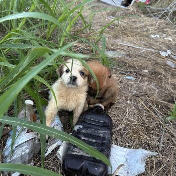 Searsy -  Australian Shepherd and Mixed Breed Dog for Adoption in Ennis, Texas - Searsy | PetCurious