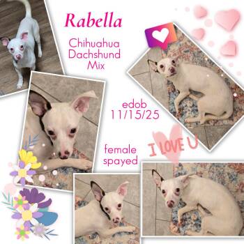 Rabella WA14361-T LOCAL Adoption Event in Bellevue 8/21 -  Chihuahua and Dachshund Dog for Adoption in Missouri City, Texas - Rabella WA14361-T LOCAL Adoption Event In Bellevue 8/21 | PetCurious