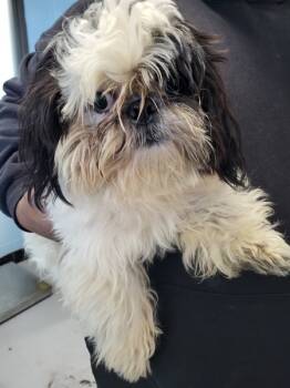 Rescue Shih Tzu Dogs for Adoption in Lawrenceville, Georgia - Pen 235 Hilton | PetCurious