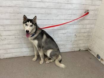Rescue Siberian Husky Dogs for Adoption in San Bernardino, California - BALTO | PetCurious