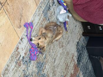 Finnegan -  Carolina Dog Dog for Adoption in Tucson, Arizona - Finnegan | PetCurious