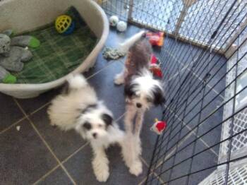 Ernie -  Chinese Crested Dog and Shih Tzu Dog for Adoption in Brooksville, Florida - Ernie | PetCurious