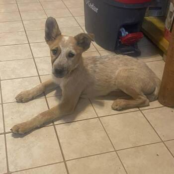 Australian Cattle Dog Blue Heeler Dogs Available for Adoption in Uxbridge, Massachusetts - Elsa | PetCurious