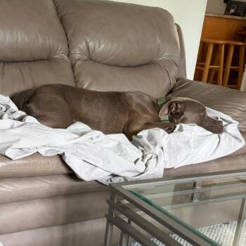 Petals -  Pit Bull Terrier Dog for Adoption in Northbrook, Illinois - Petals | PetCurious