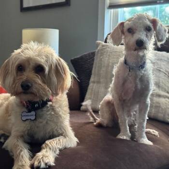 DAWSON -  Poodle Dog for Adoption in Waterford, New Jersey - DAWSON | PetCurious