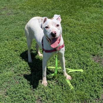 Fin -  Pit Bull Terrier Dog for Adoption in Tulsa, Oklahoma - Fin | PetCurious