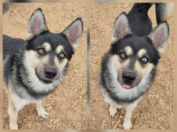 Husky and Mixed Breed Dogs Available for Adoption - NIBBLES | PetCurious