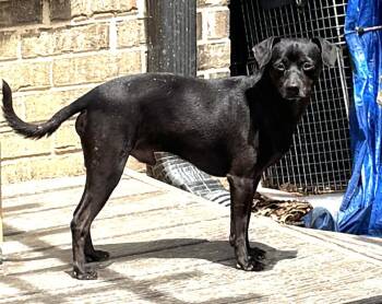 Chihuahua and Dachshund Dogs Available for Adoption in Horn Lake, Mississippi - Murry | PetCurious