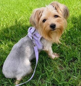 LAINEY -  Yorkshire Terrier Dog for Adoption in Palm City, Florida - LAINEY | PetCurious