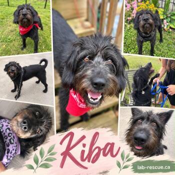 Kiba -  Portuguese Water Dog Dog for Adoption in Oakville, Ontario - Kiba | PetCurious