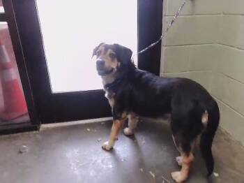 German Shepherd Dog and Mixed Breed Dogs Available for Adoption - BLAZER | PetCurious