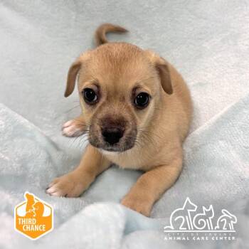 PIP -  Chihuahua and Mixed Breed Dog for Adoption in Irvine, California - PIP | PetCurious