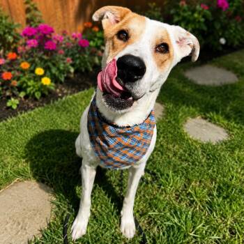 Draco -  Labrador Retriever Dog for Adoption in Lucas, Texas - Draco | PetCurious