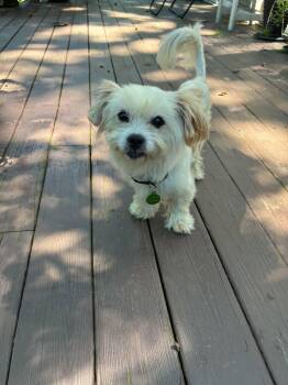 FRODO -  Shih Tzu Dog for Adoption in Newport, New Hampshire - FRODO | PetCurious
