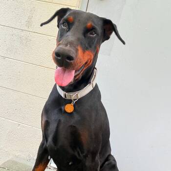 Magnum 3593 -  Doberman Pinscher Dog for Adoption in Oakland Park, Florida - Magnum 3593 | PetCurious