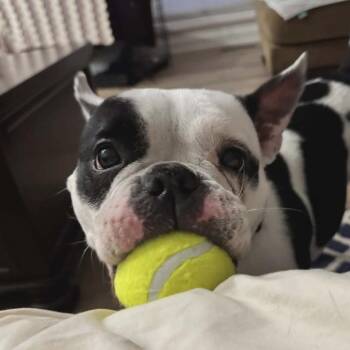 Boston Terrier Dogs Available for Adoption in Plainfield, Illinois - Lil Momma~ In Foster Care  | PetCurious