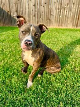 Bria -  Pit Bull Terrier Dog for Adoption in Shawnee, Oklahoma - Bria | PetCurious