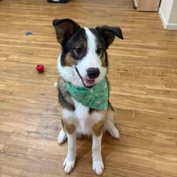 Husky Dogs Available for Adoption in Anchorage, Alaska - PK | PetCurious