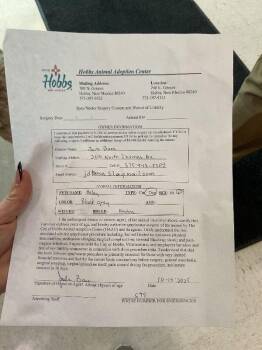 Husky Dogs Available for Adoption - Haley | PetCurious