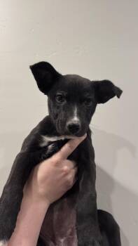 Rescue Black Labrador Retriever Dogs for Adoption in Rio Rancho, New Mexico - Maizy | PetCurious