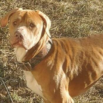 Pit Bull Terrier Dogs Available for Adoption in Kittanning, Pennsylvania - Eddie | PetCurious