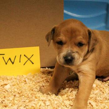 Twix -  Labrador Retriever and Hound Dog for Adoption in Kim, Colorado - Twix | PetCurious