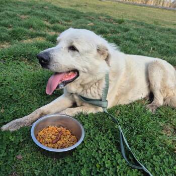 Great Pyrenees Dogs Available for Adoption in Windsor, Virginia - Alpine | PetCurious