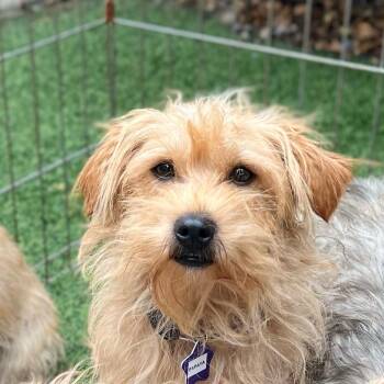 Papaya -  Terrier and Mixed Breed Dog for Adoption in San Francisco, California - Papaya | PetCurious