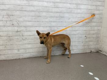 Rescue German Shepherd Dog and Mixed Breed Dogs for Adoption in San Bernardino, California - DEAN | PetCurious
