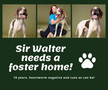 English Pointer Dogs Available for Adoption in Bridgeton, New Jersey - Needs Foster Sir Walter (GA) | PetCurious